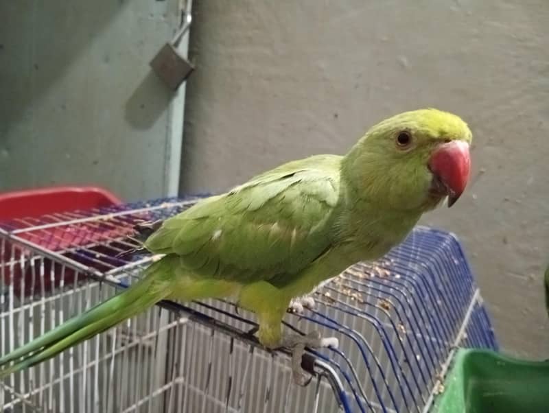 Green parrot 6