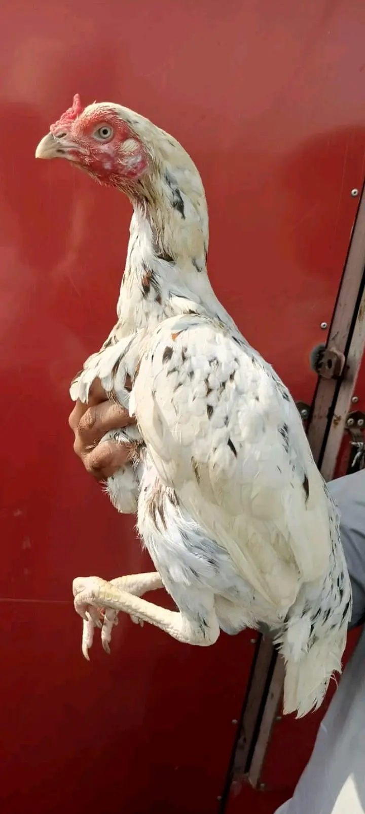 2 cheeni Kili taji madiya — photo 4