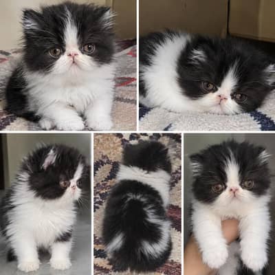 persian cat for sale- beautiful & healthy cat