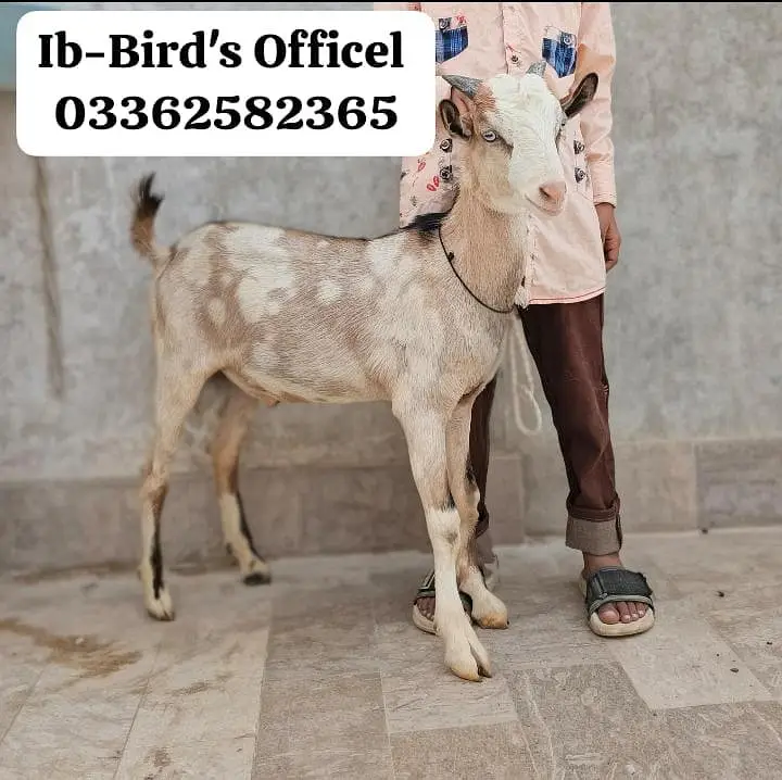 teda male commando print white eyes