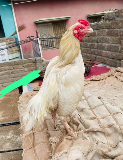 Heera Boski breeder and chicks