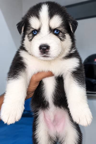 Siberian Husky puppies