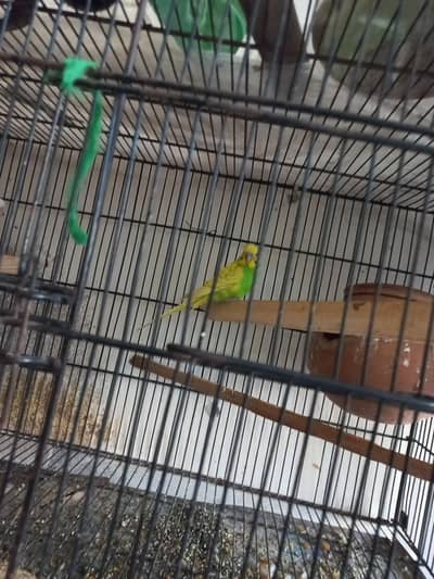 Australian parrorts  for sale with Cage