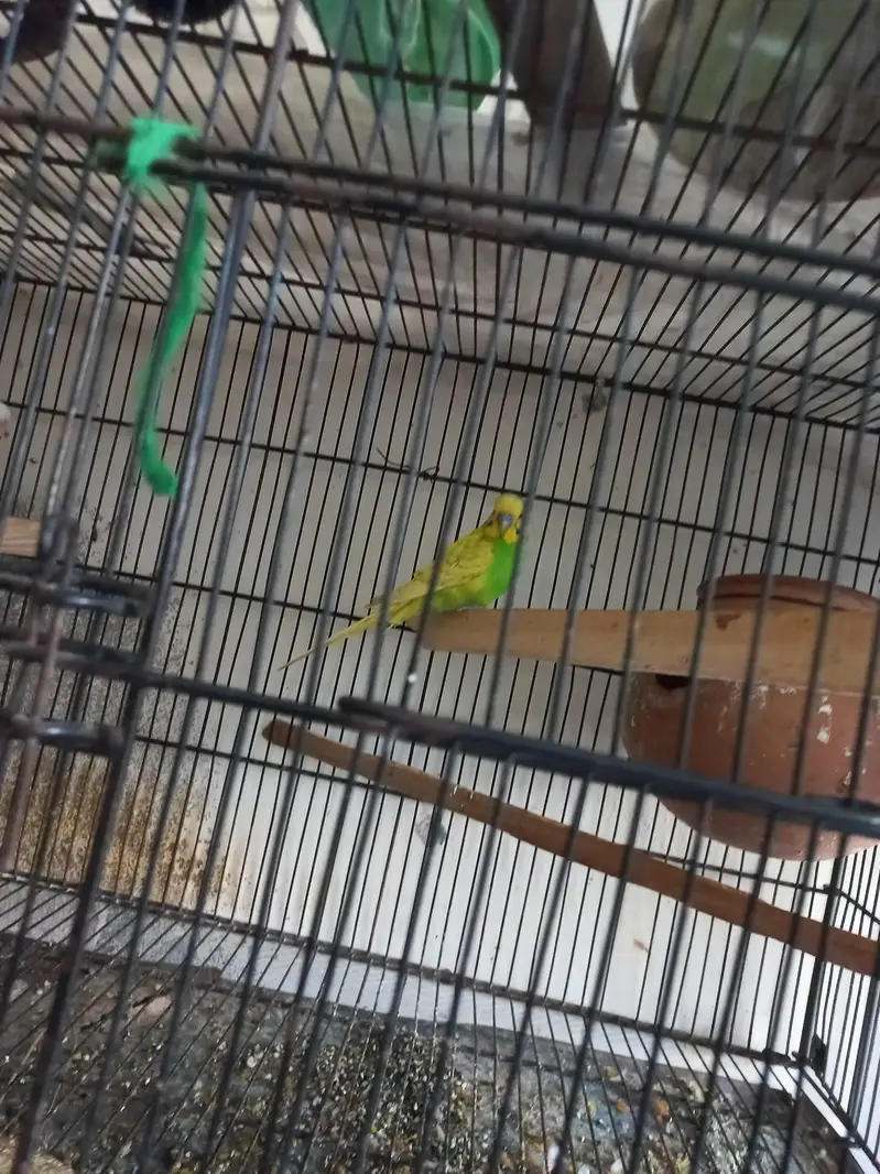 Australian parrorts  for sale with Cage