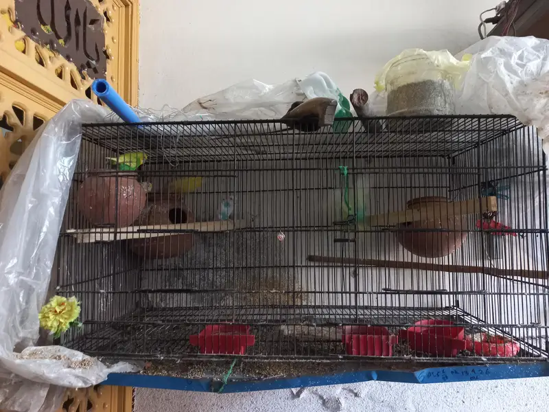 Australian parrorts  for sale with Cage — photo 2