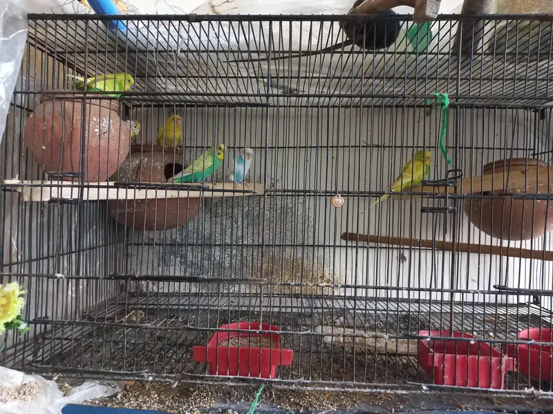 Australian parrorts  for sale with Cage — photo 3