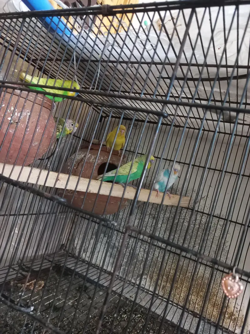 Australian parrorts  for sale with Cage — photo 4
