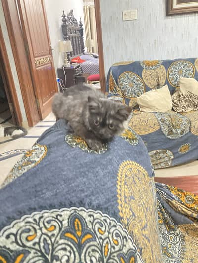 2 kittens for sale