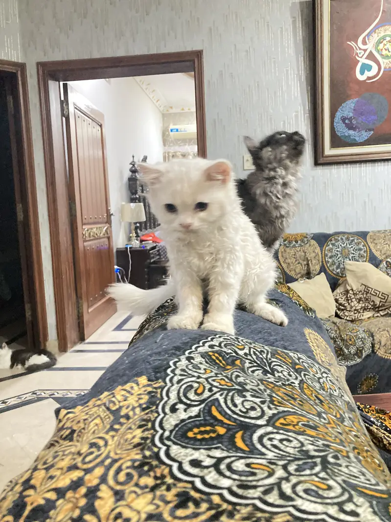 2 kittens for sale — photo 2