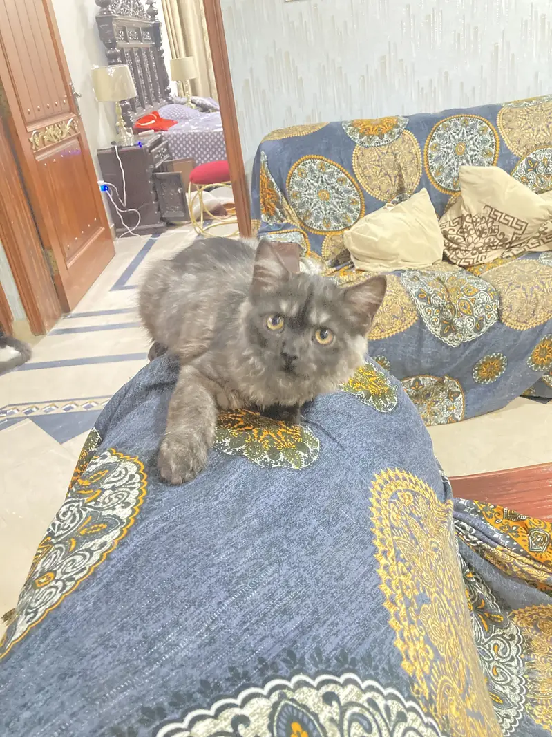 2 kittens for sale — photo 3