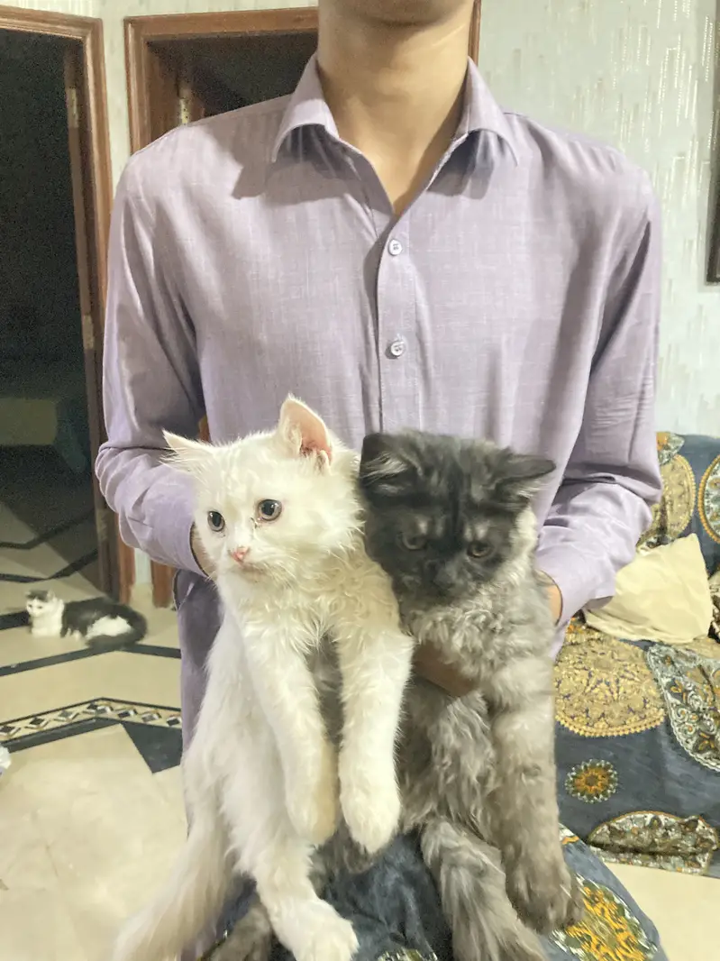 2 kittens for sale — photo 4