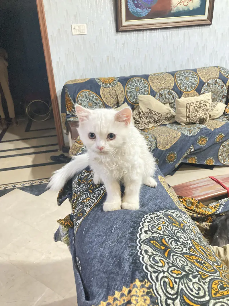 2 kittens for sale — photo 5