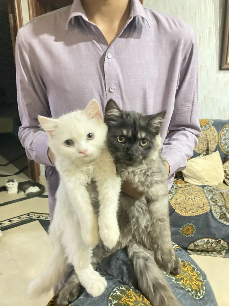 2 kittens for sale — photo 6