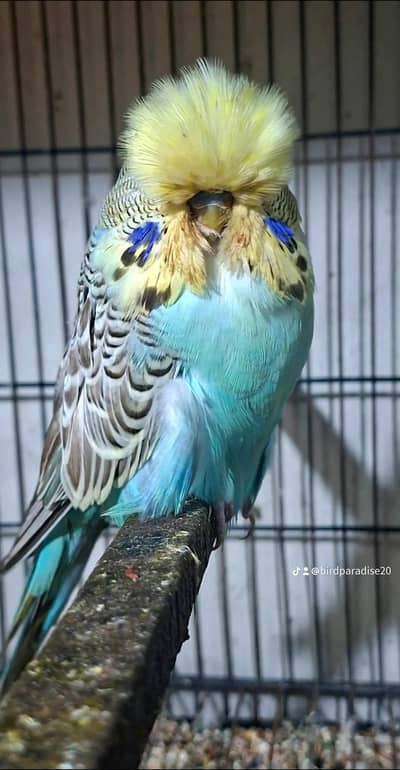 exihibition budgies