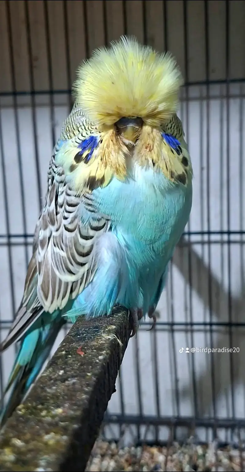 exihibition budgies