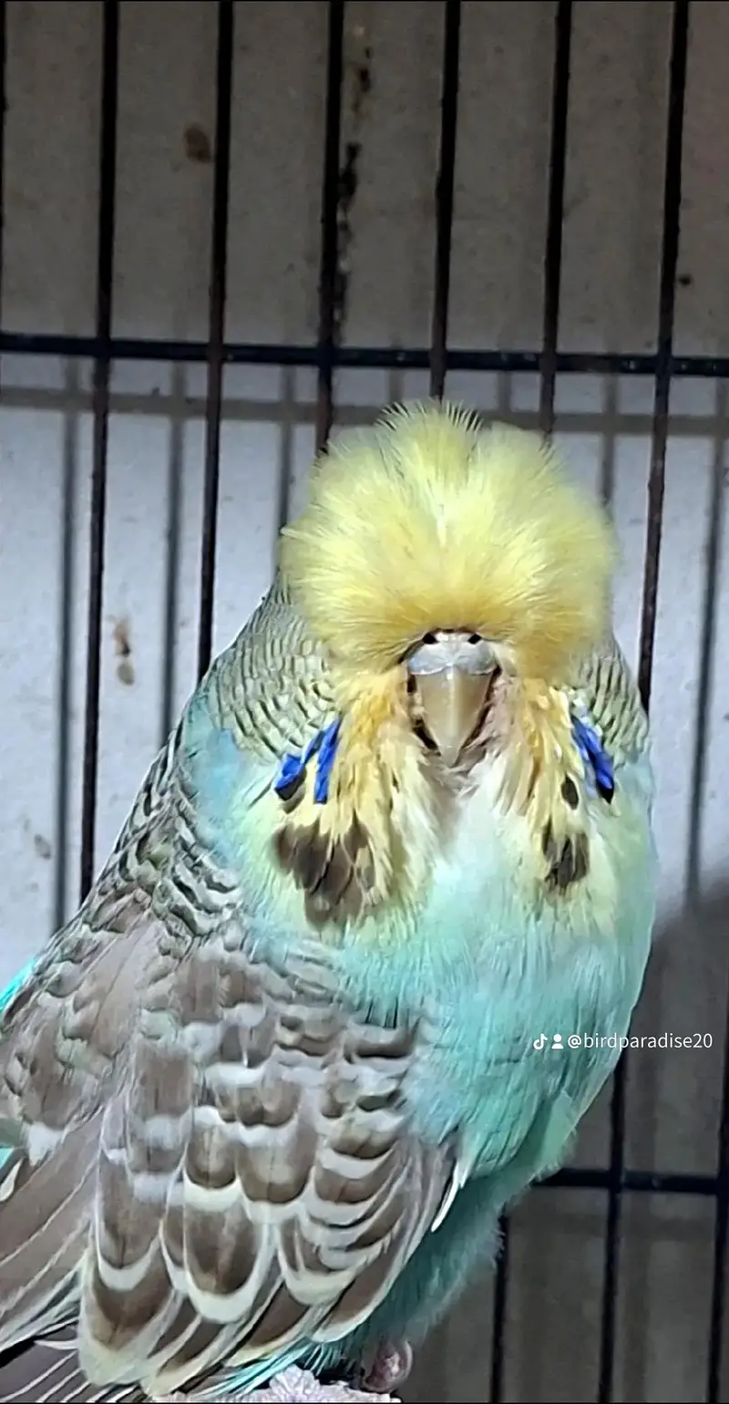 exihibition budgies — photo 2
