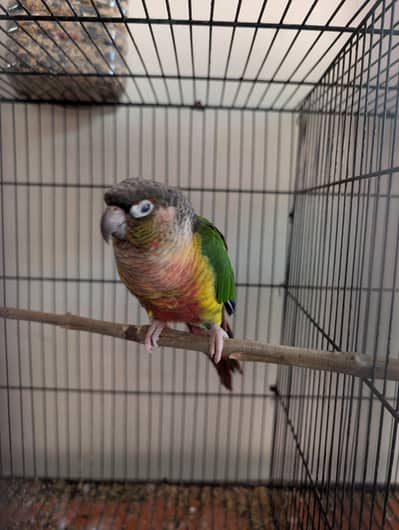 yellow sided conure