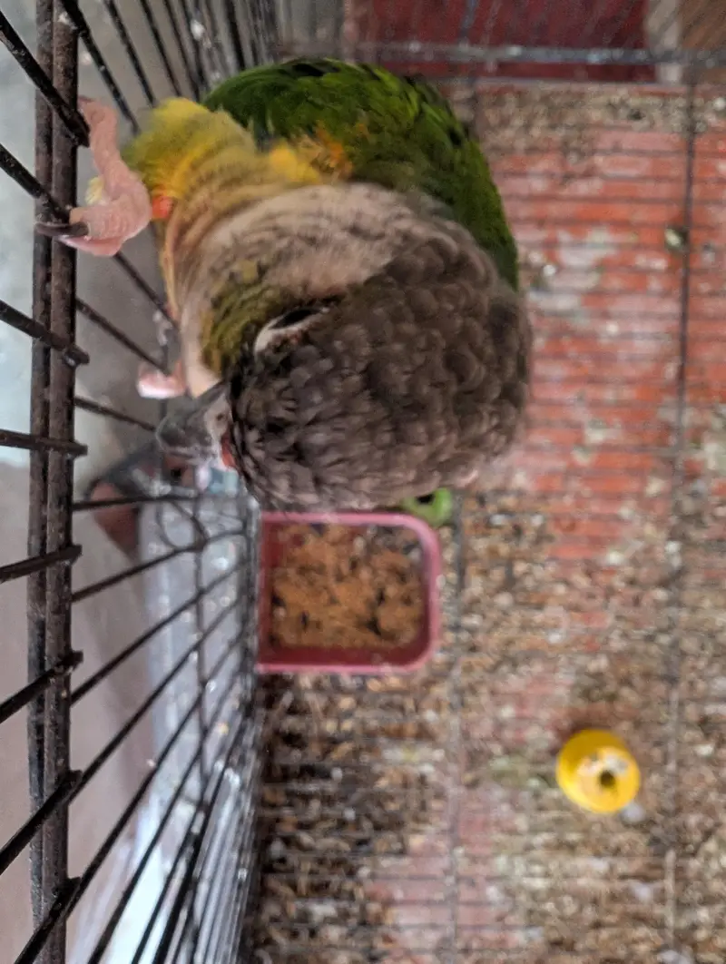 yellow sided conure — photo 2