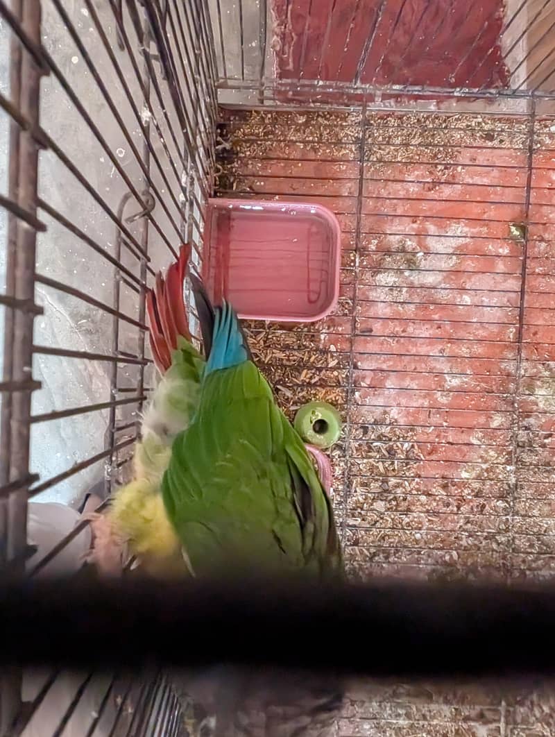 yellow sided conure 2