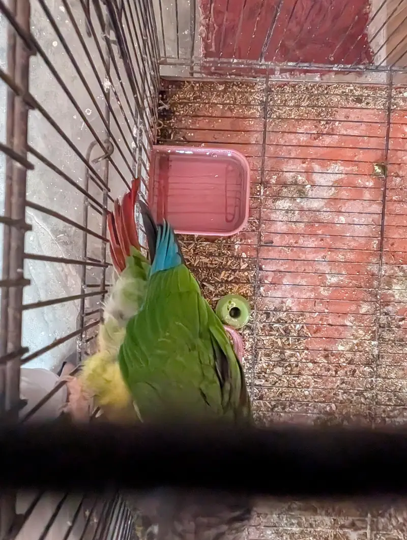 yellow sided conure — photo 3