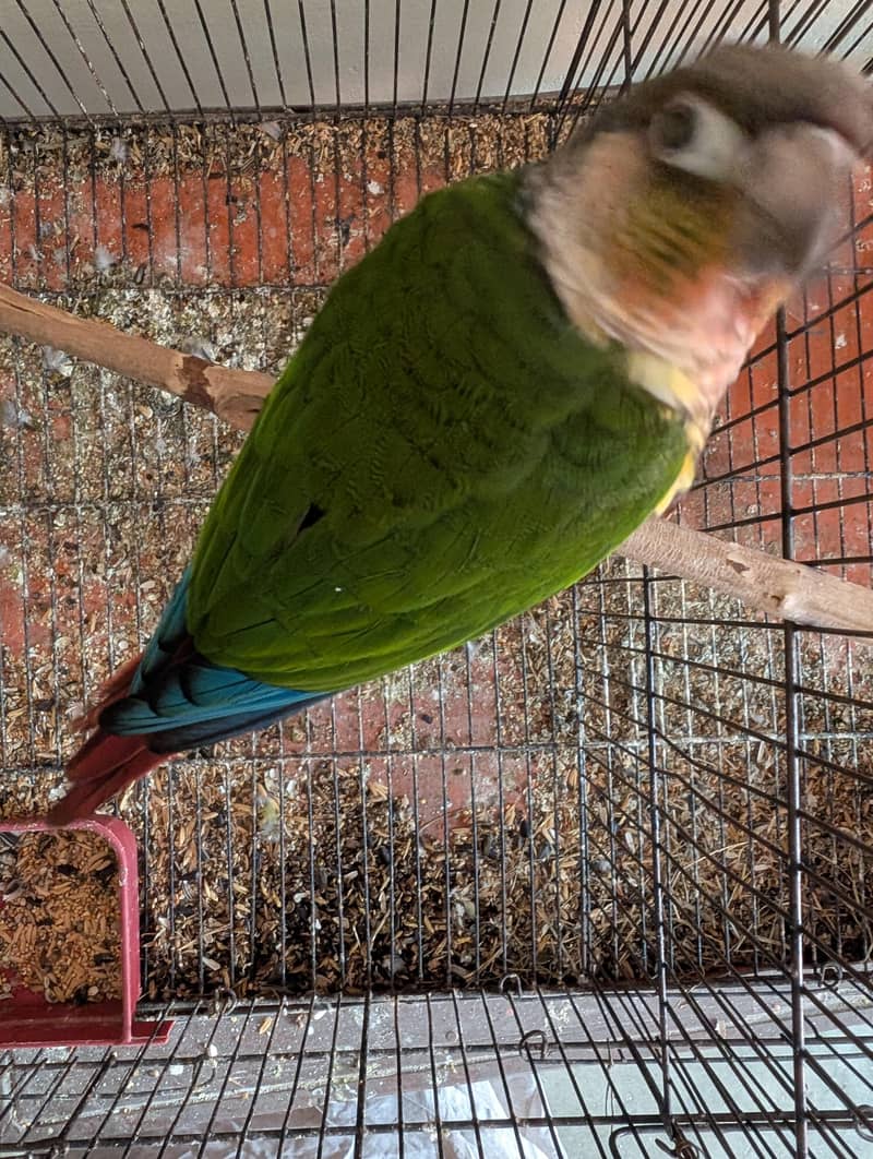 yellow sided conure 3