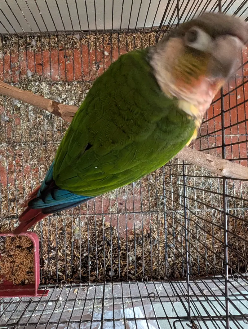 yellow sided conure — photo 4