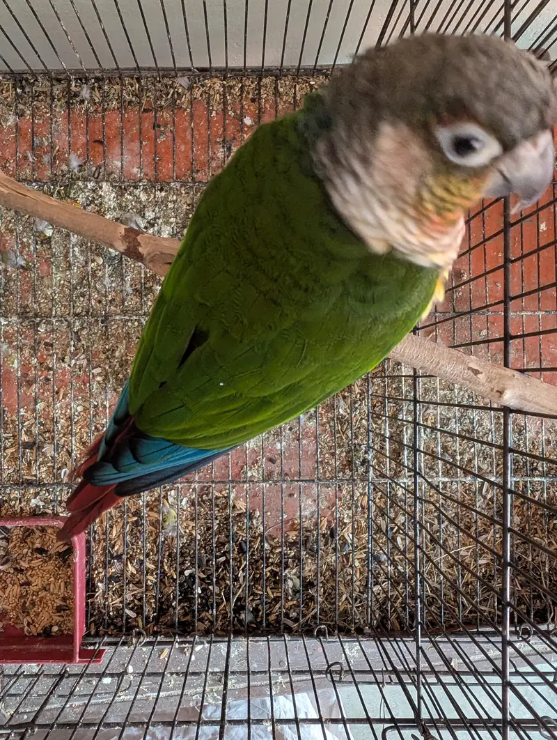 yellow sided conure — photo 5
