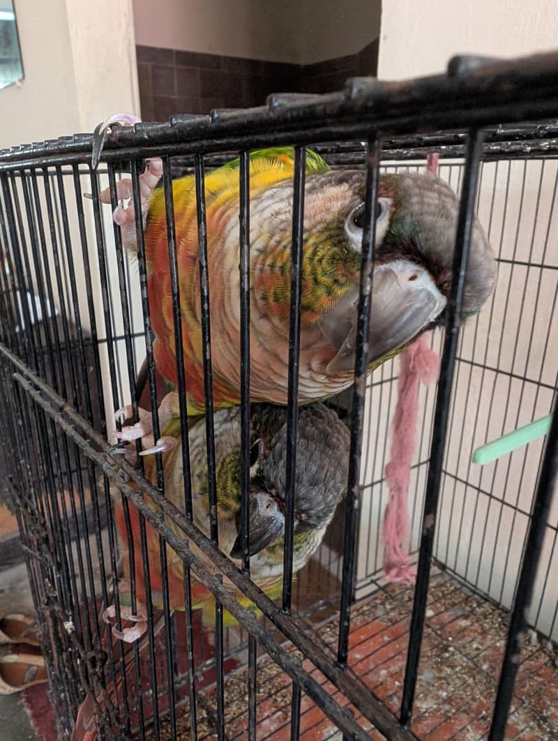yellow sided conure 5