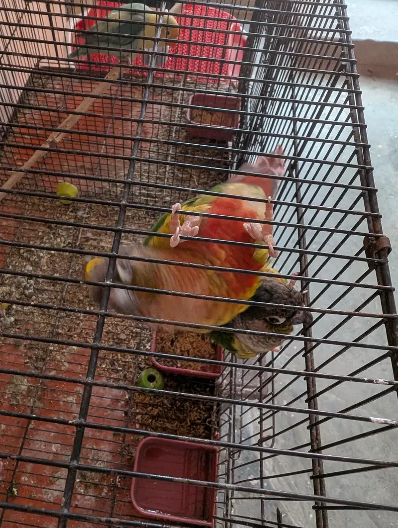 yellow sided conure — photo 7