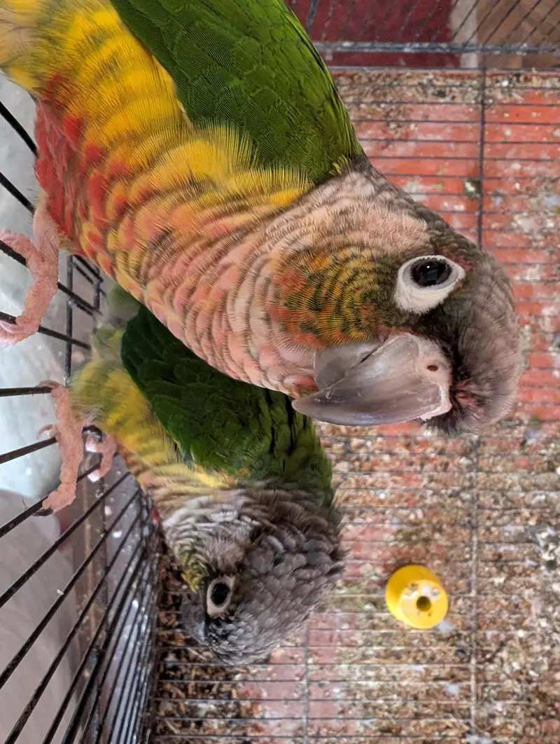yellow sided conure — photo 8