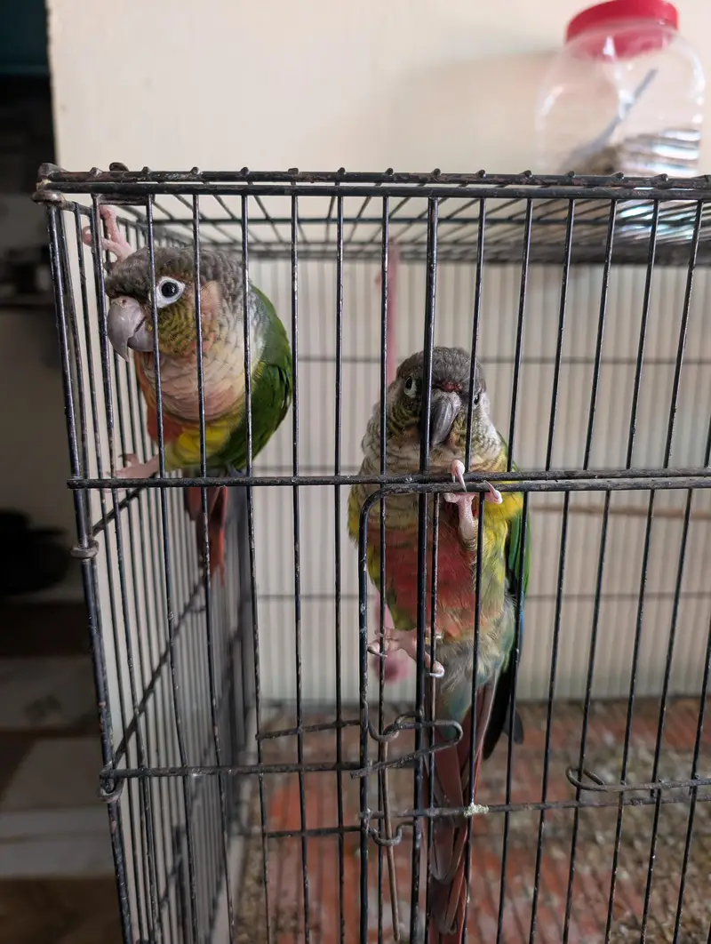 yellow sided conure — photo 9