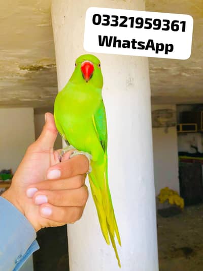 Green Ringneck Young Male