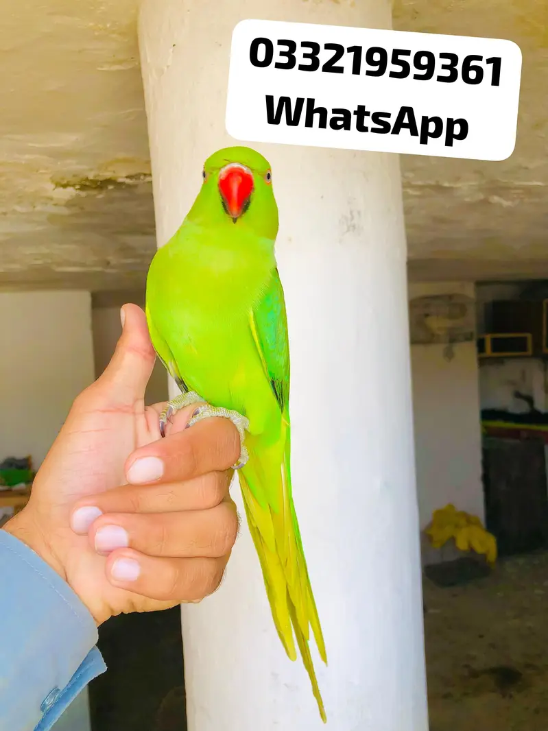Green Ringneck Young Male