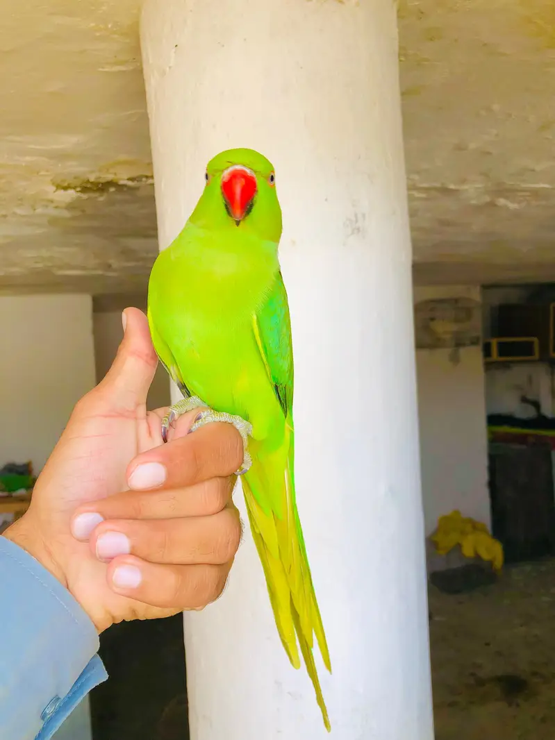 Green Ringneck Young Male — photo 2