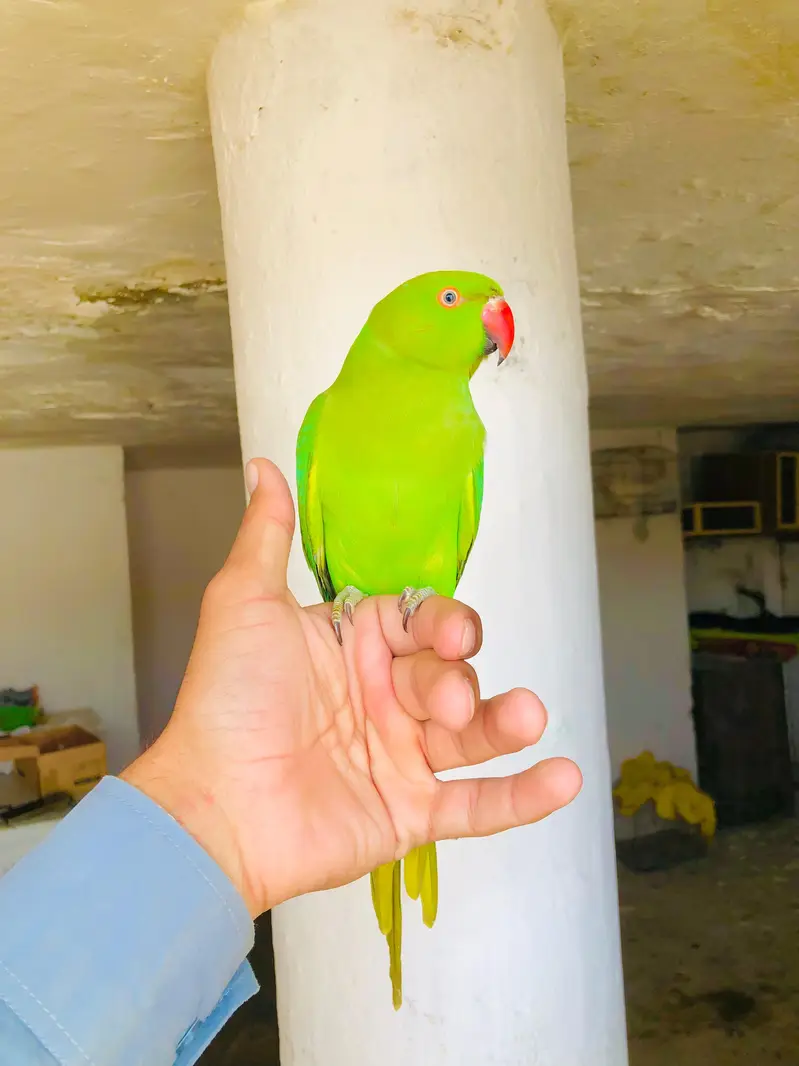 Green Ringneck Young Male — photo 3