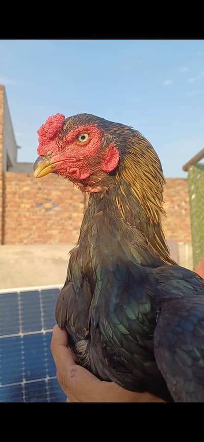 jawa patha home breed for sale