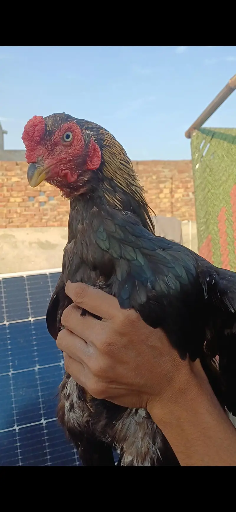 jawa patha home breed for sale .  .  .  or pila patha — photo 2