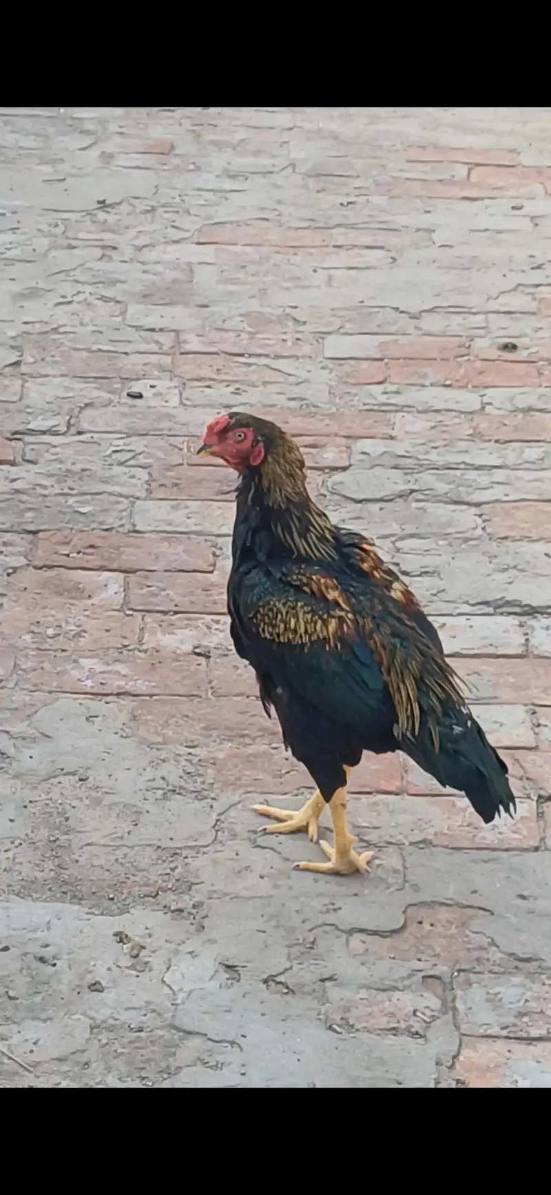 jawa patha home breed for sale .  .  .  or pila patha — photo 3