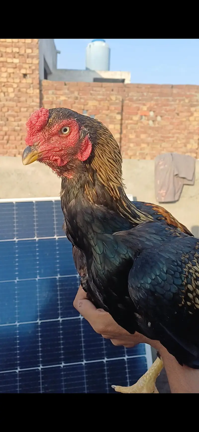 jawa patha home breed for sale .  .  .  or pila patha — photo 5