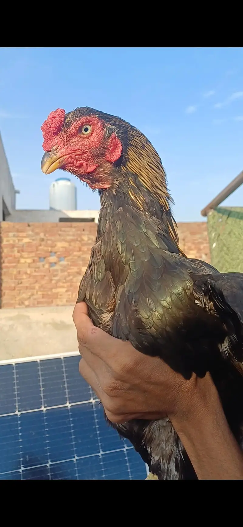 jawa patha home breed for sale .  .  .  or pila patha — photo 6