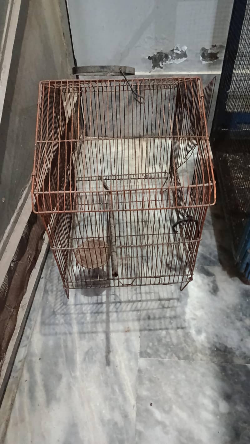 bird cages 3