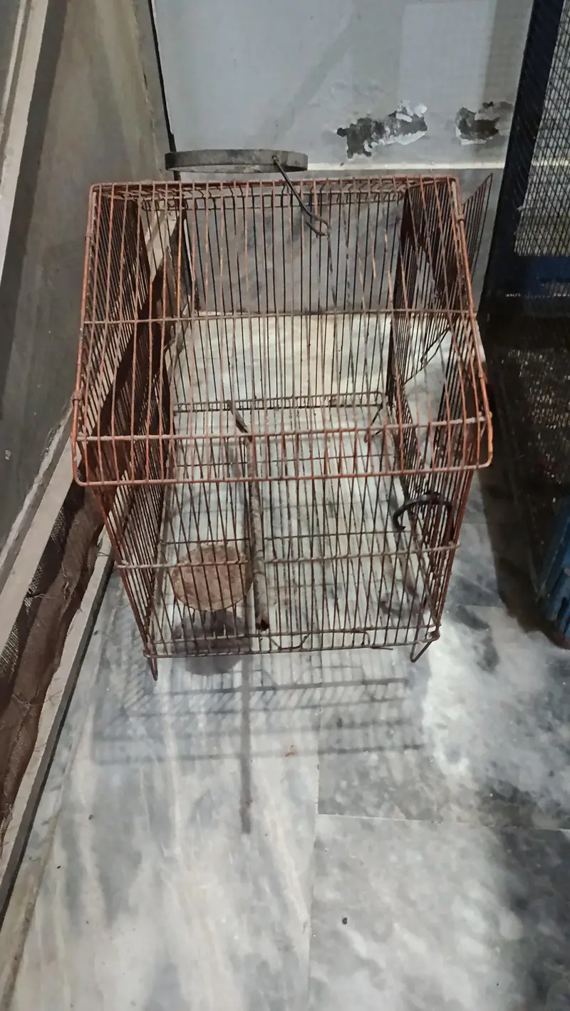 bird cages — photo 4