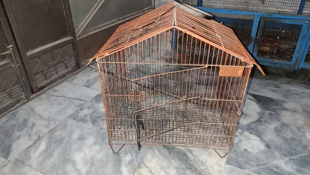 bird cages — photo 5