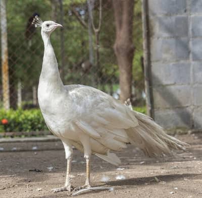 white peacock male for sale