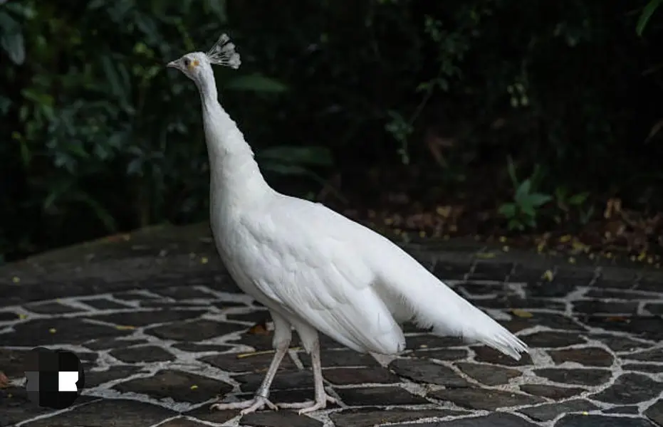 white peacock male for sale — photo 2