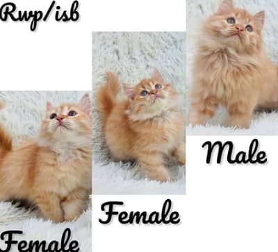 Demanding Ginger male female kitten available