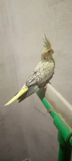 I'm selling cocktails chicks that is best for handfeeding and hen cage