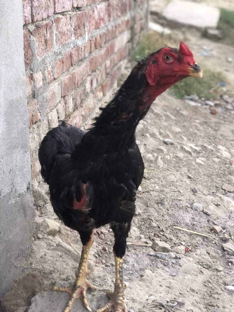 Barmi+tahi+pakora 3