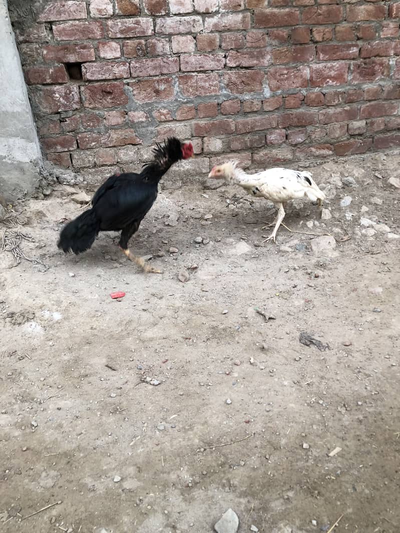 Barmi+tahi+pakora 7