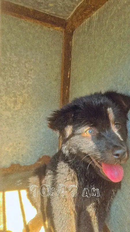 Black german shepherd puppy